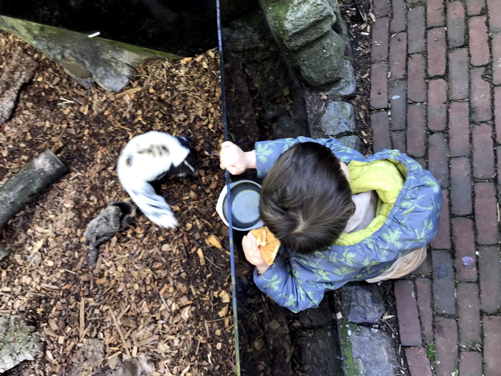 Max with a Skunk at the Dierenpark De Oliemeulen zoo