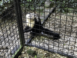 Capuchin Monkeys at the Dierenpark De Oliemeulen zoo