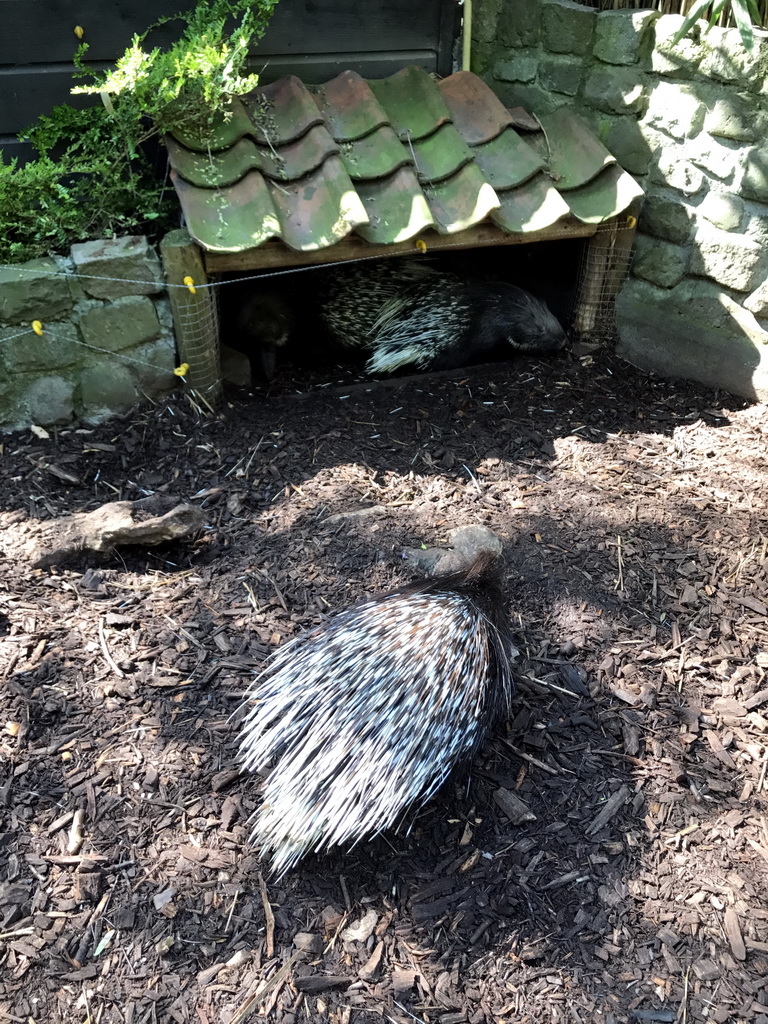 Porcupines at the Dierenpark De Oliemeulen zoo