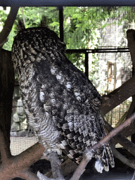 Owl at the Dierenpark De Oliemeulen zoo