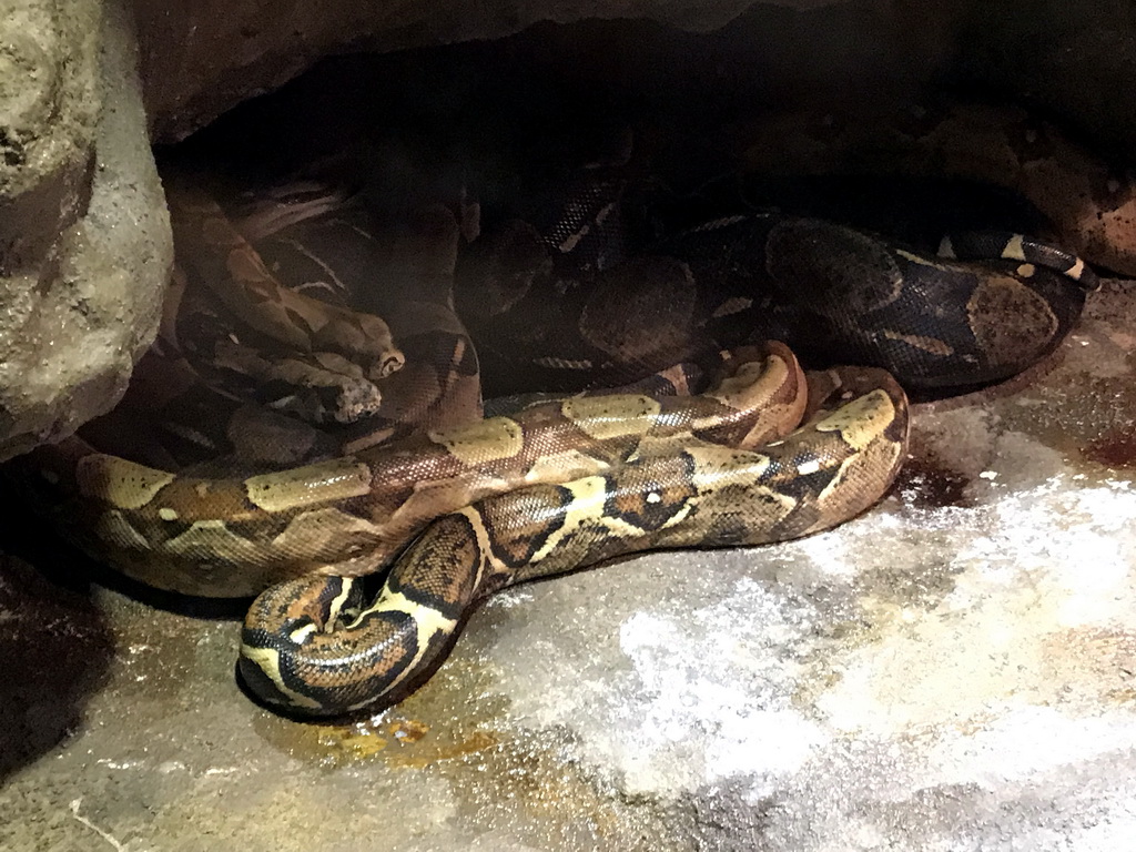 Snakes at the Ground Floor of the main building of the Dierenpark De Oliemeulen zoo