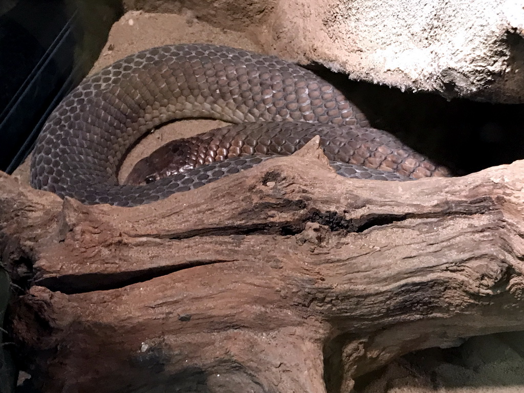 Snake at the Upper Floor of the main building of the Dierenpark De Oliemeulen zoo