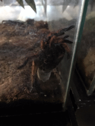 Tarantula at the Upper Floor of the main building of the Dierenpark De Oliemeulen zoo