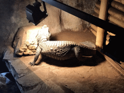 Crocodile at the Ground Floor of the main building of the Dierenpark De Oliemeulen zoo