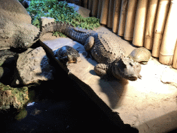 Crocodile and Turtle at the Ground Floor of the main building of the Dierenpark De Oliemeulen zoo
