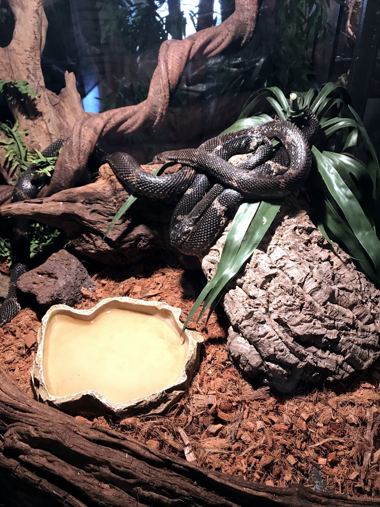 Snake at the Ground Floor of the main building of the Dierenpark De Oliemeulen zoo