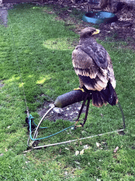 Harris`s hawk at the Dierenpark De Oliemeulen zoo