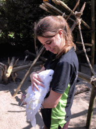 Zookeeper with a White Cockatoo at the Dierenpark De Oliemeulen zoo