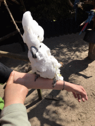 Max and a Zookeeper with a White Cockatoo at the Dierenpark De Oliemeulen zoo