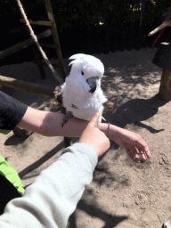 Max and a Zookeeper with a White Cockatoo at the Dierenpark De Oliemeulen zoo