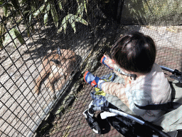 Max with a Deer at the Dierenpark De Oliemeulen zoo