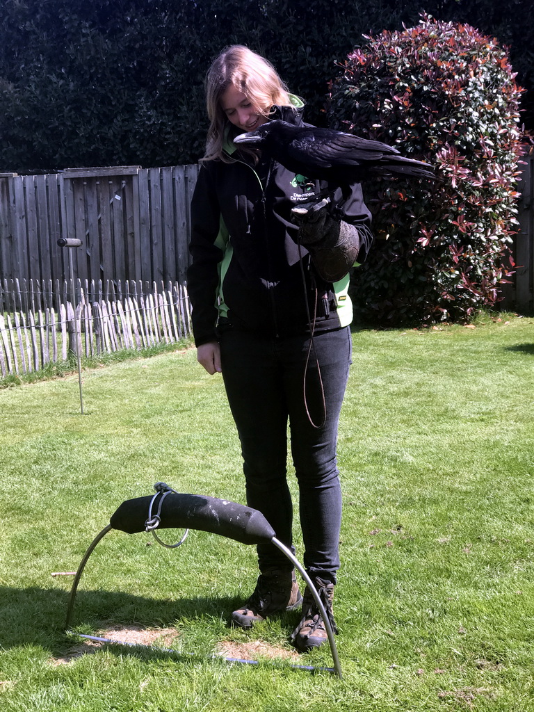 Zookeeper with a Raven during the Birds of Prey Show at the Dierenpark De Oliemeulen zoo