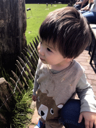 Max looking at the Birds of Prey Show at the Dierenpark De Oliemeulen zoo