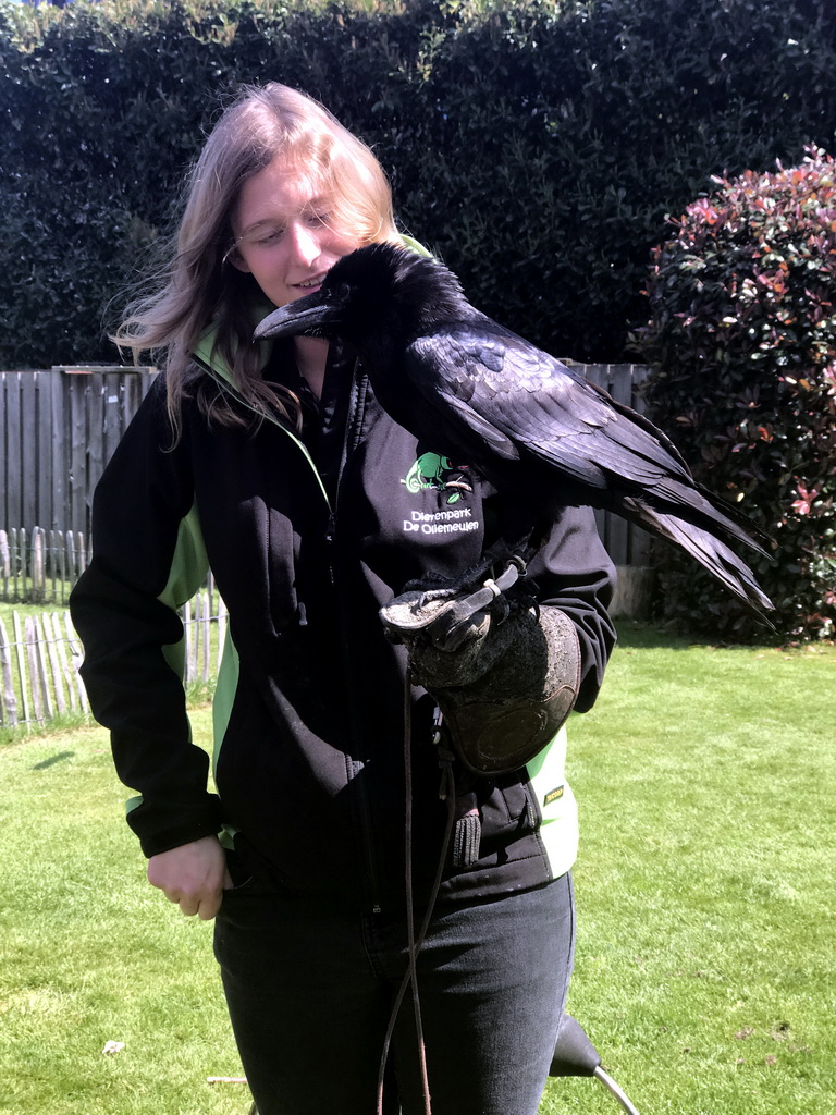 Zookeeper with a Raven during the Birds of Prey Show at the Dierenpark De Oliemeulen zoo