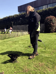 Zookeeper with a Raven during the Birds of Prey Show at the Dierenpark De Oliemeulen zoo