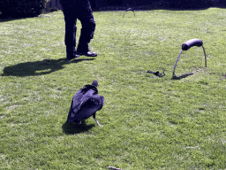 Black Vulture during the Birds of Prey Show at the Dierenpark De Oliemeulen zoo