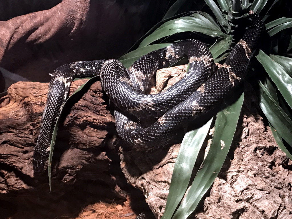 Russian Rat Snake at the Ground Floor of the main building of the Dierenpark De Oliemeulen zoo