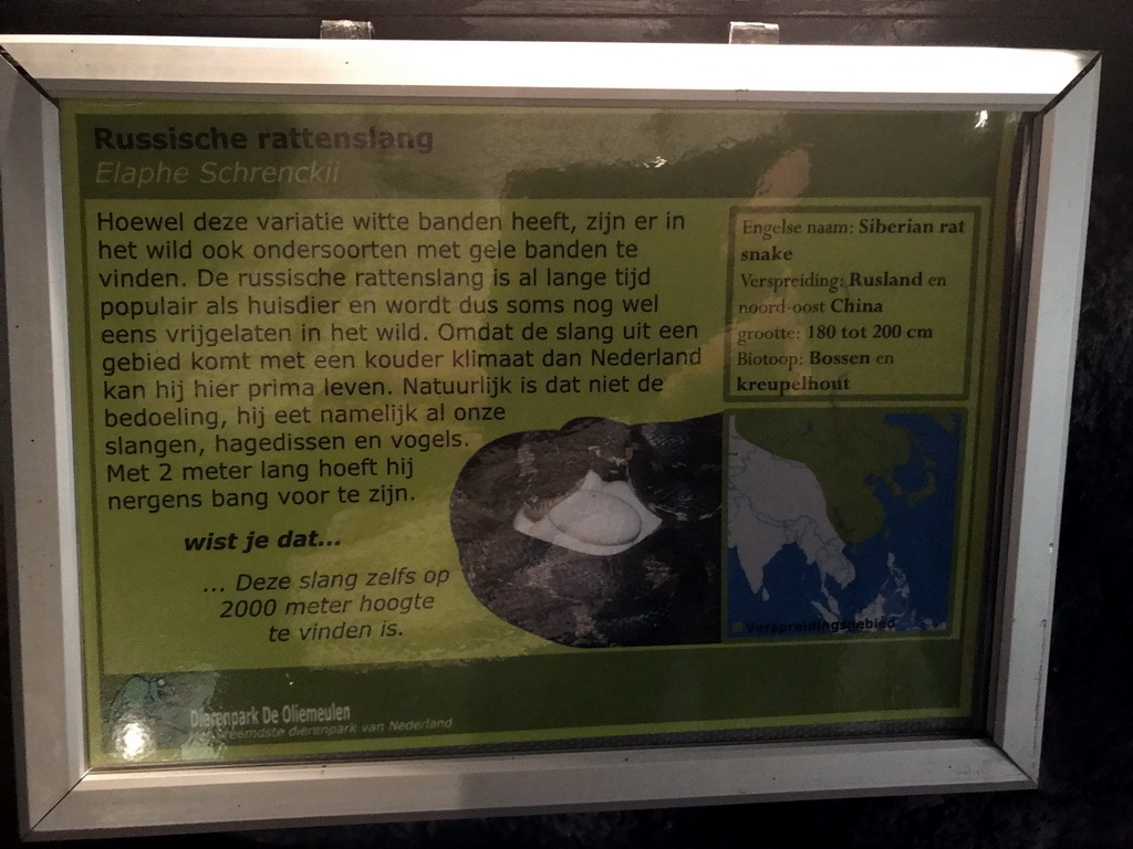 Explanation on the Russian Rat Snake at the Ground Floor of the main building of the Dierenpark De Oliemeulen zoo