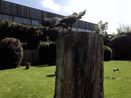 Common Buzzards during the Birds of Prey Show at the Dierenpark De Oliemeulen zoo