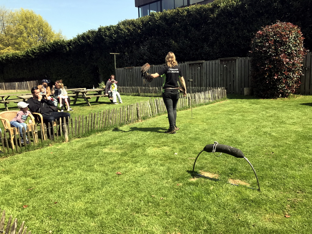 Zookeeper with a Common Buzzard during the Birds of Prey Show at the Dierenpark De Oliemeulen zoo