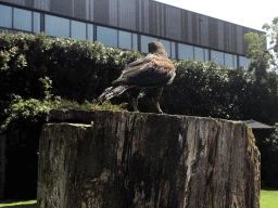 Common Buzzard during the Birds of Prey Show at the Dierenpark De Oliemeulen zoo