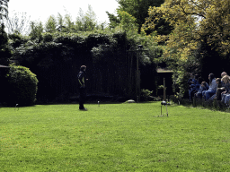 Zookeeper with a White-headed vulture during the Birds of Prey Show at the Dierenpark De Oliemeulen zoo