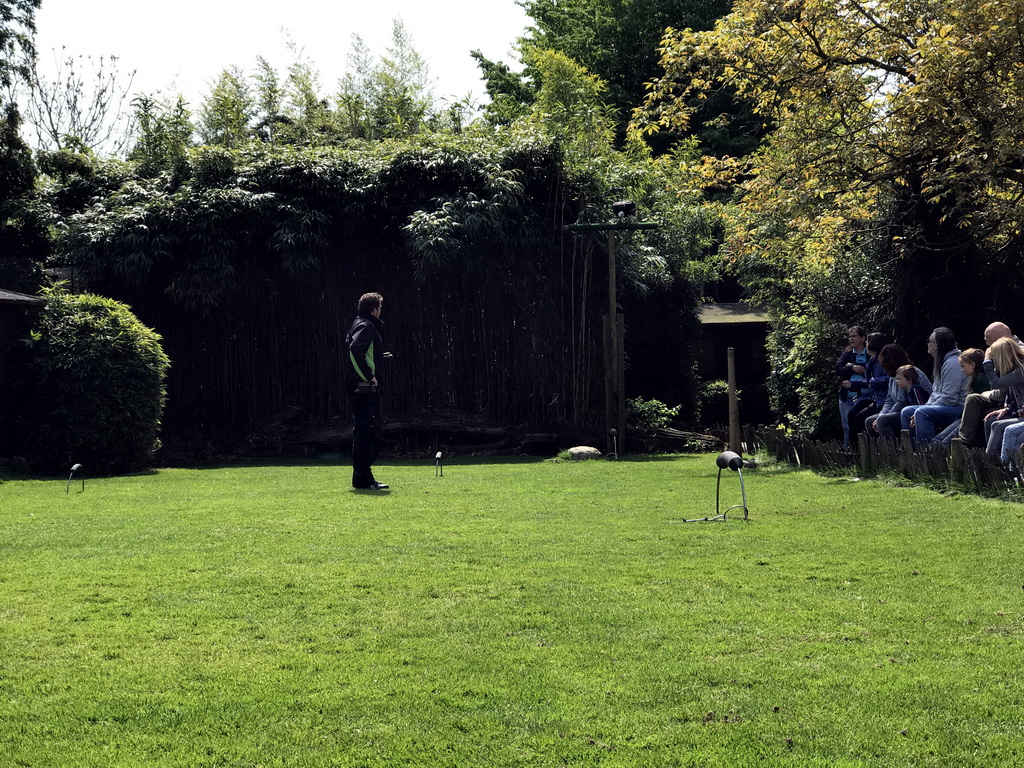 Zookeeper with a White-headed vulture during the Birds of Prey Show at the Dierenpark De Oliemeulen zoo