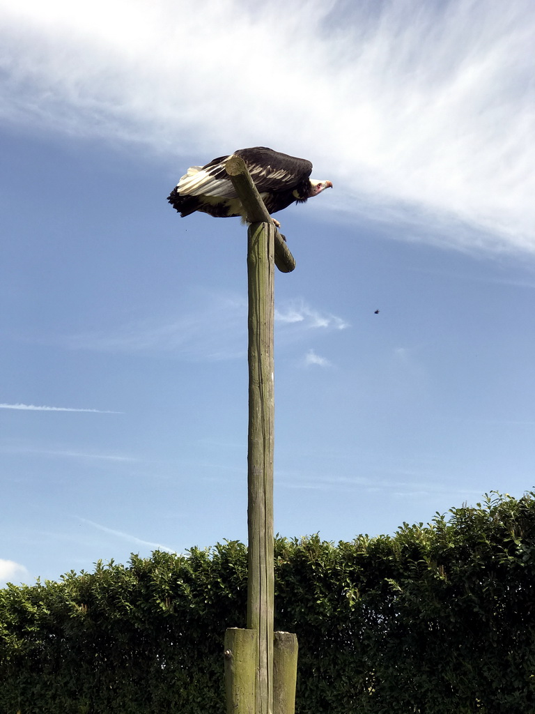 White-headed vulture during the Birds of Prey Show at the Dierenpark De Oliemeulen zoo