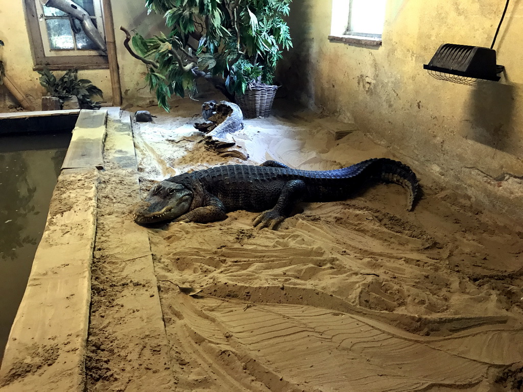 Crocodile at the Ground Floor of the main building of the Dierenpark De Oliemeulen zoo