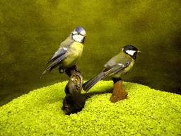 Stuffed Eurasian Blue Tit and Great Tit at the hallway at the second floor of the Natuurmuseum Brabant