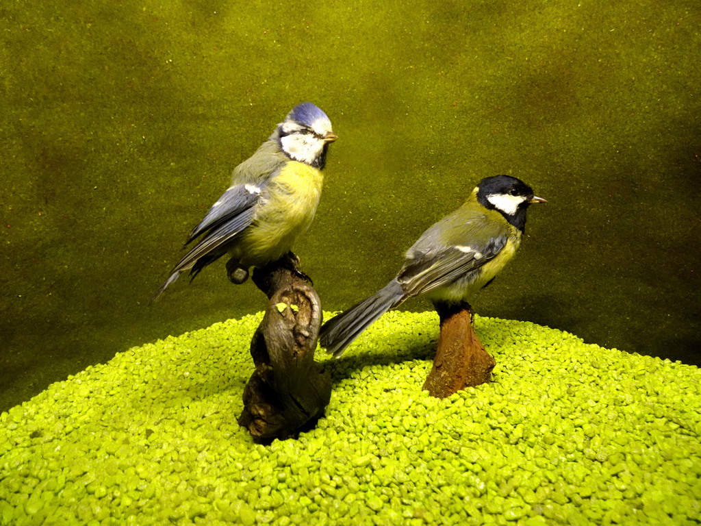 Stuffed Eurasian Blue Tit and Great Tit at the hallway at the second floor of the Natuurmuseum Brabant