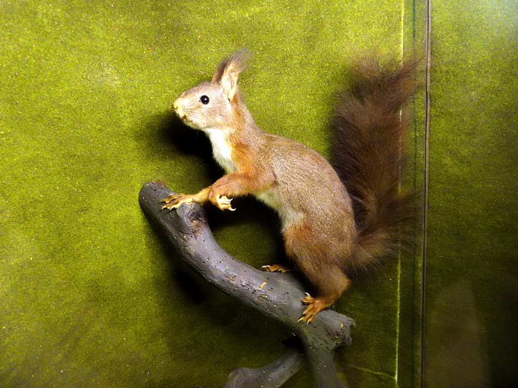 Stuffed Squirrel at the hallway at the second floor of the Natuurmuseum Brabant