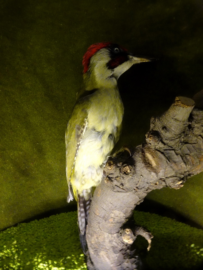 Stuffed Woodpecker at the hallway at the second floor of the Natuurmuseum Brabant