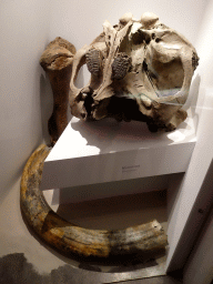 Skull and teeth of a Mammoth at the `Uitsterven` exhibition at the second floor of the Natuurmuseum Brabant, with explanation