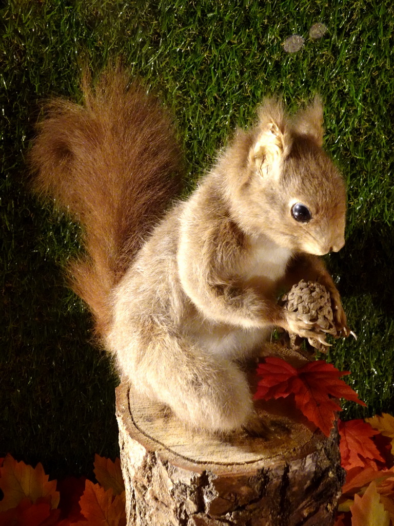 Stuffed Squirrel at the `Beleef Ontdek Samen: BOS` exhibition at the second floor of the Natuurmuseum Brabant