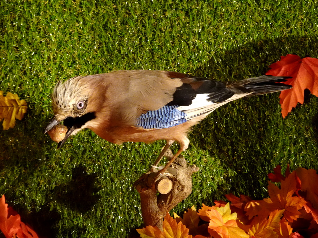 Stuffed Eurasian Jay at the `Beleef Ontdek Samen: BOS` exhibition at the second floor of the Natuurmuseum Brabant