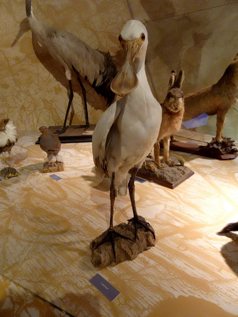 Stuffed Spoonbill at the `Jouw Brabant, mijn Brabant - een landschap vol herinneringen` exhibition at the first floor of the Natuurmuseum Brabant