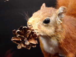 Stuffed Squirrel with a pine cone at the `Jouw Brabant, mijn Brabant - een landschap vol herinneringen` exhibition at the first floor of the Natuurmuseum Brabant