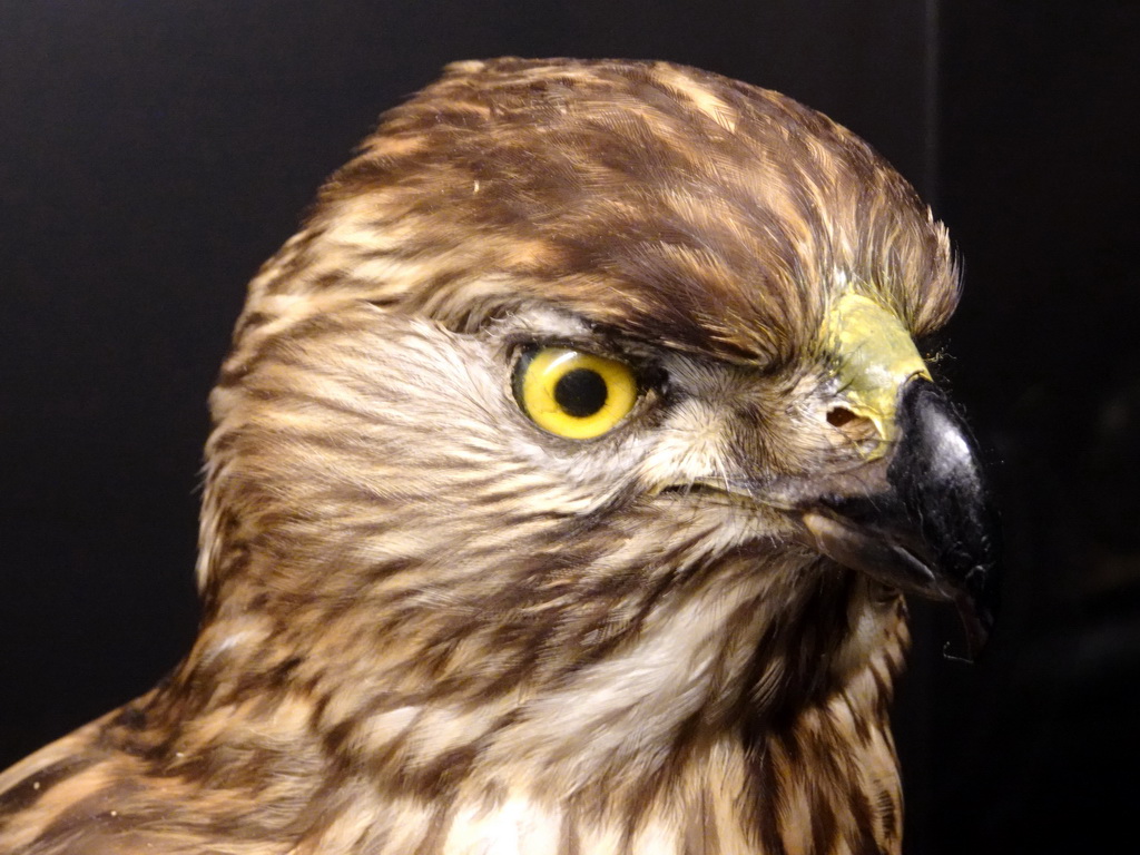 Stuffed Northern Goshawk at the `Jouw Brabant, mijn Brabant - een landschap vol herinneringen` exhibition at the first floor of the Natuurmuseum Brabant