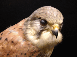 Stuffed Common Kestrel at the `Jouw Brabant, mijn Brabant - een landschap vol herinneringen` exhibition at the first floor of the Natuurmuseum Brabant