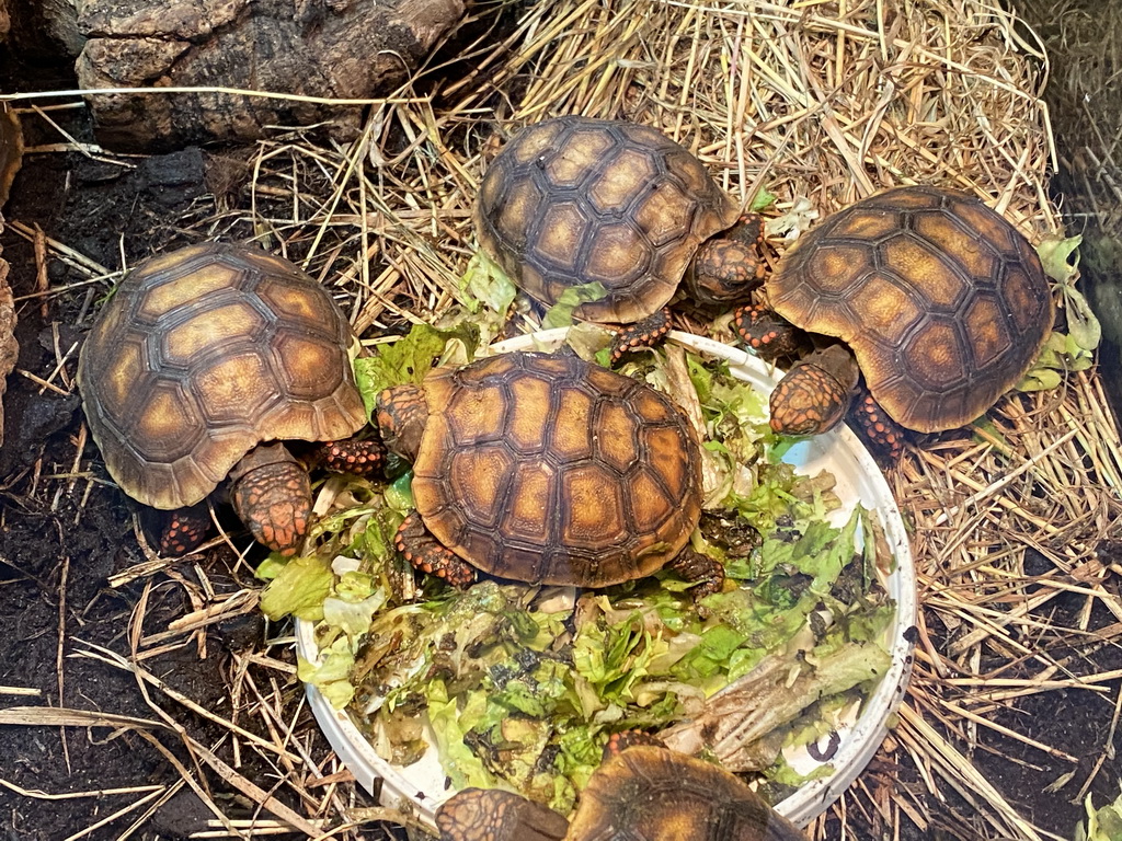 Red-footed Tortoises at the Ground Floor of the main building of the Dierenpark De Oliemeulen zoo