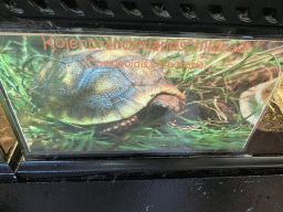 Explanation on the Red-footed Tortoise at the Ground Floor of the main building of the Dierenpark De Oliemeulen zoo