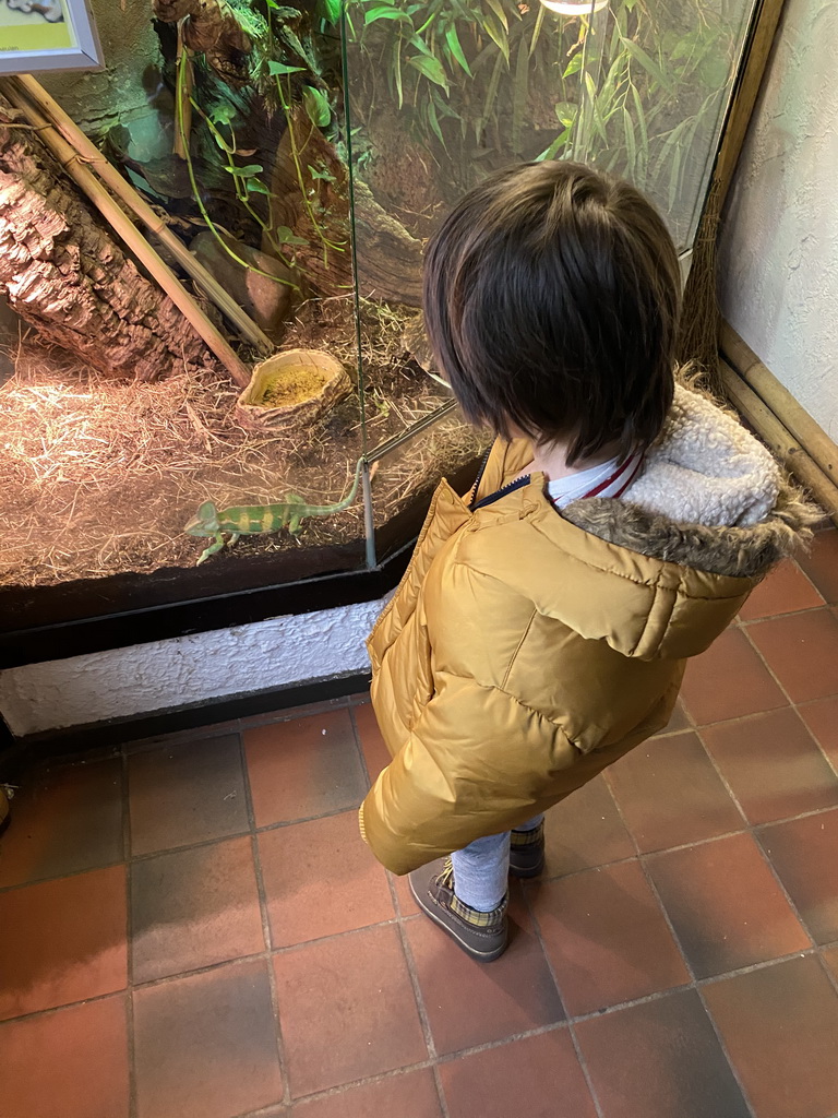 Max with a Veiled Chameleon at the Ground Floor of the main building of the Dierenpark De Oliemeulen zoo