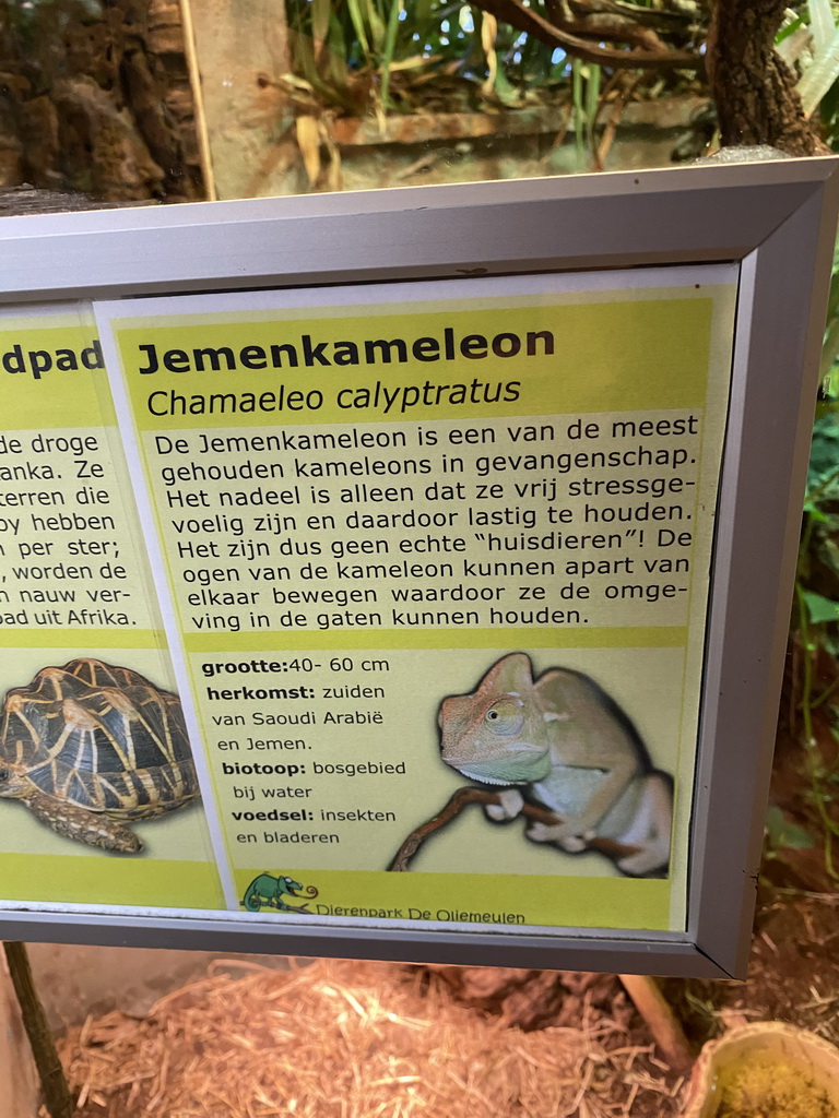 Explanation on the Veiled Chameleon at the Ground Floor of the main building of the Dierenpark De Oliemeulen zoo