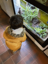 Max with a Blue Poison Dart Frog at the Ground Floor of the main building of the Dierenpark De Oliemeulen zoo