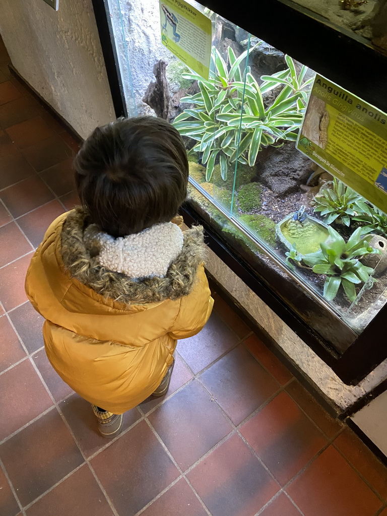 Max with a Blue Poison Dart Frog at the Ground Floor of the main building of the Dierenpark De Oliemeulen zoo
