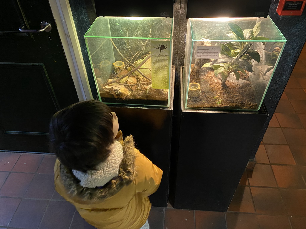 Max with a Southern Black Widow at the Ground Floor of the main building of the Dierenpark De Oliemeulen zoo, wtih explanation
