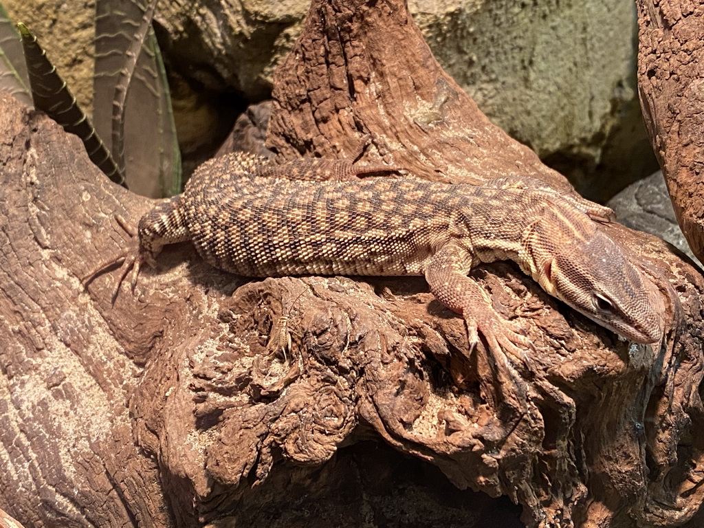 Lizard at the Ground Floor of the main building of the Dierenpark De Oliemeulen zoo