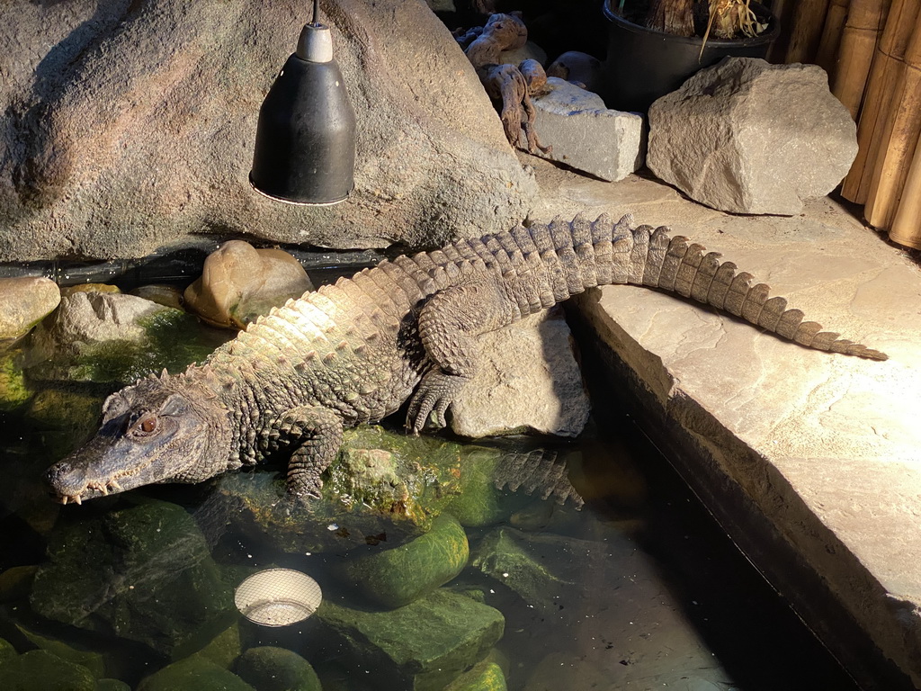 Smooth-fronted Caiman at the Ground Floor of the main building of the Dierenpark De Oliemeulen zoo