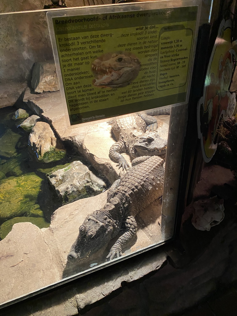 Dwarf Crocodiles at the Ground Floor of the main building of the Dierenpark De Oliemeulen zoo, with explanation